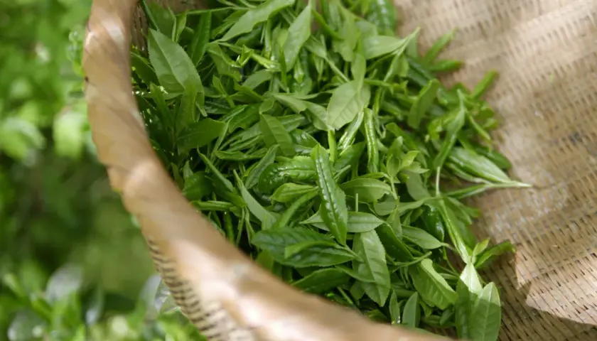Feuilles de thé oolong fraîchement cueillies dans un panier en osier. Le thé oolong, bien que bénéfique, peut avoir un effet secondaire : une légère nervosité.