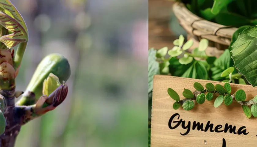 Jeunes pousses et feuilles de gymnema sylvestre, une plante aux multiples bienfaits.