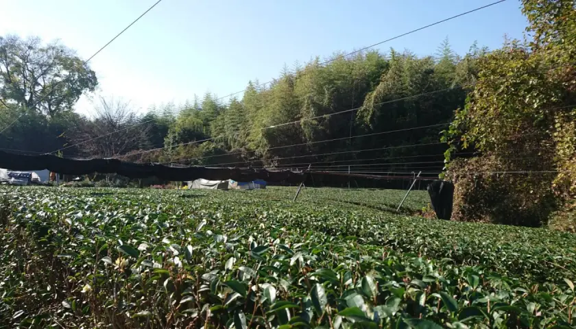 Champ de thé ombragé, source de catéchine bienfaits. Des arbres et des bambous bordent le paysage.