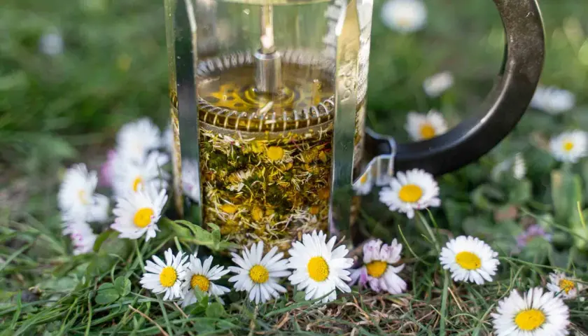 Infusion d'huile de paquerette dans une cafetière à piston, entourée de fleurs de pâquerettes sur l'herbe.