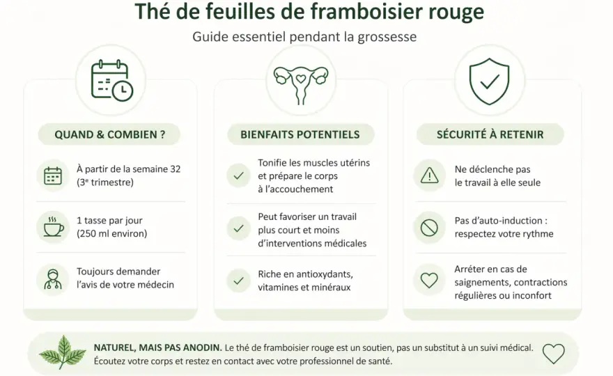 Tisane de feuilles de framboisier - Vrais usages et précautions
