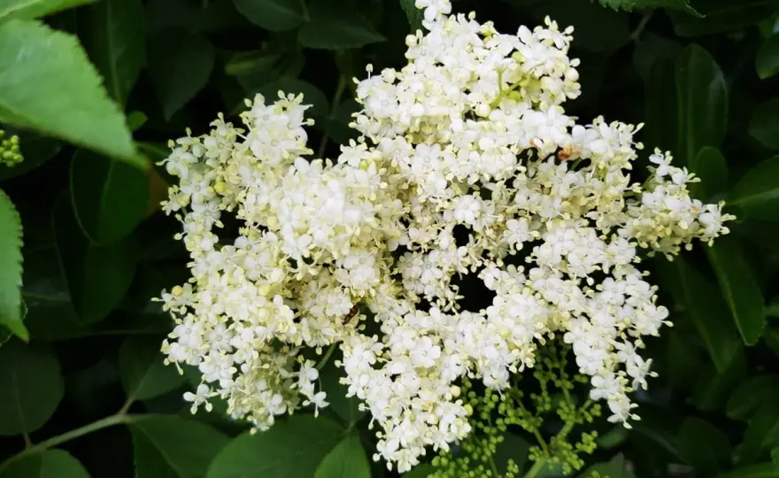 Fleurs de sureau - Récolte, usages culinaires et remèdes naturels