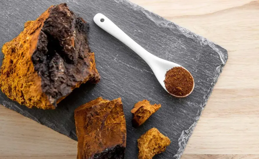 Chaga - Mythes et réalités - Ce qu'il faut savoir avant d'en boire