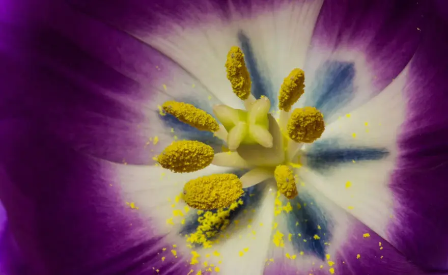 Huiles essentielles et pollen - Soulagement ou irritation?