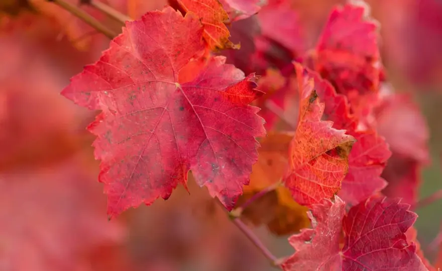 Vigne rouge et jambes lourdes - Vraiment efficace ?