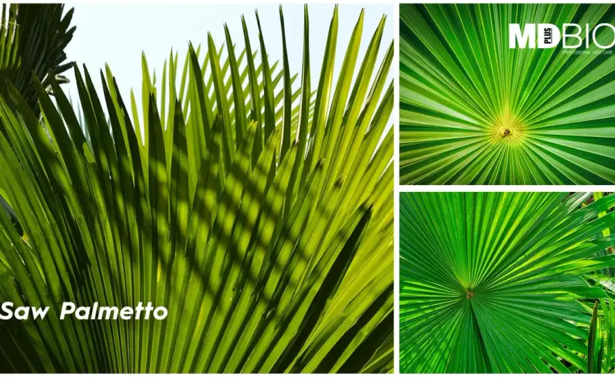 Saw Palmetto et cheveux - Vraiment efficace contre la chute?
