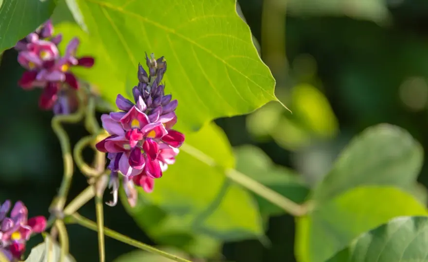 Kudzu - Vraiment efficace ? Bienfaits, risques et précautions