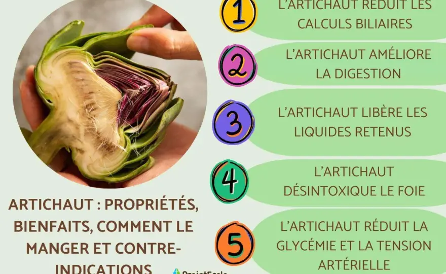 Artichaut: bienfaits, dangers et précautions - Votre guide complet