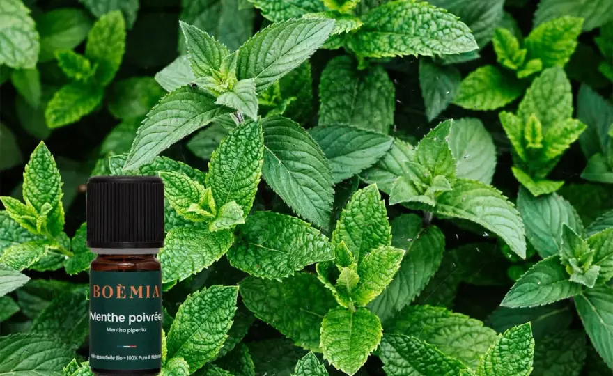 Menthe poivrée - Le guide complet pour l'utiliser sans danger