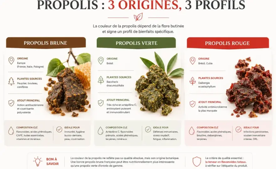 Propolis - Vrais bienfaits, usages et précautions à connaître