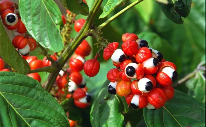 Guarana - Vrais bienfaits, usages et précautions
