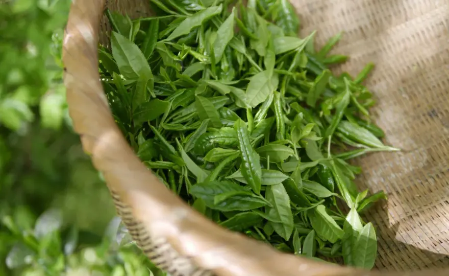 Thé Oolong et effets secondaires - Comment l'apprécier sans risque ?