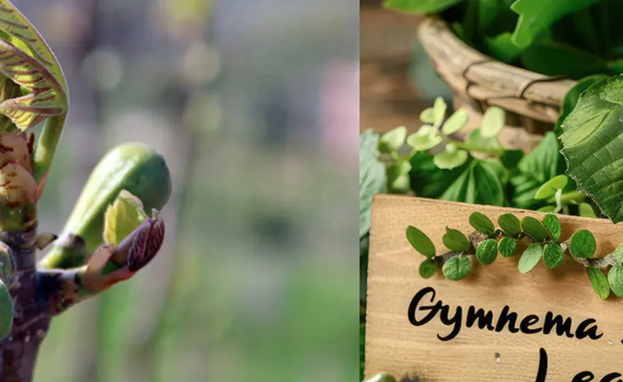 Gymnema Sylvestre - Vraiment efficace contre le sucre ?