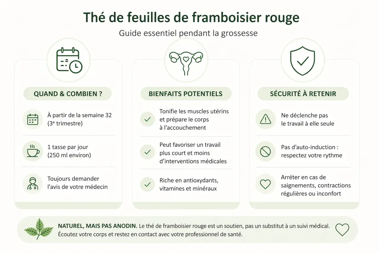Guide sur le thé de feuilles de framboisier rouge : quand le boire, ses bienfaits potentiels et les précautions à prendre pendant la grossesse.