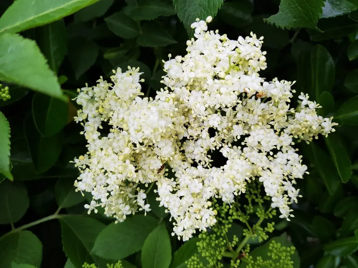 Gros plan sur des grappes de fleurs de sureau blanches et délicates, entourées de feuilles vertes luxuriantes.