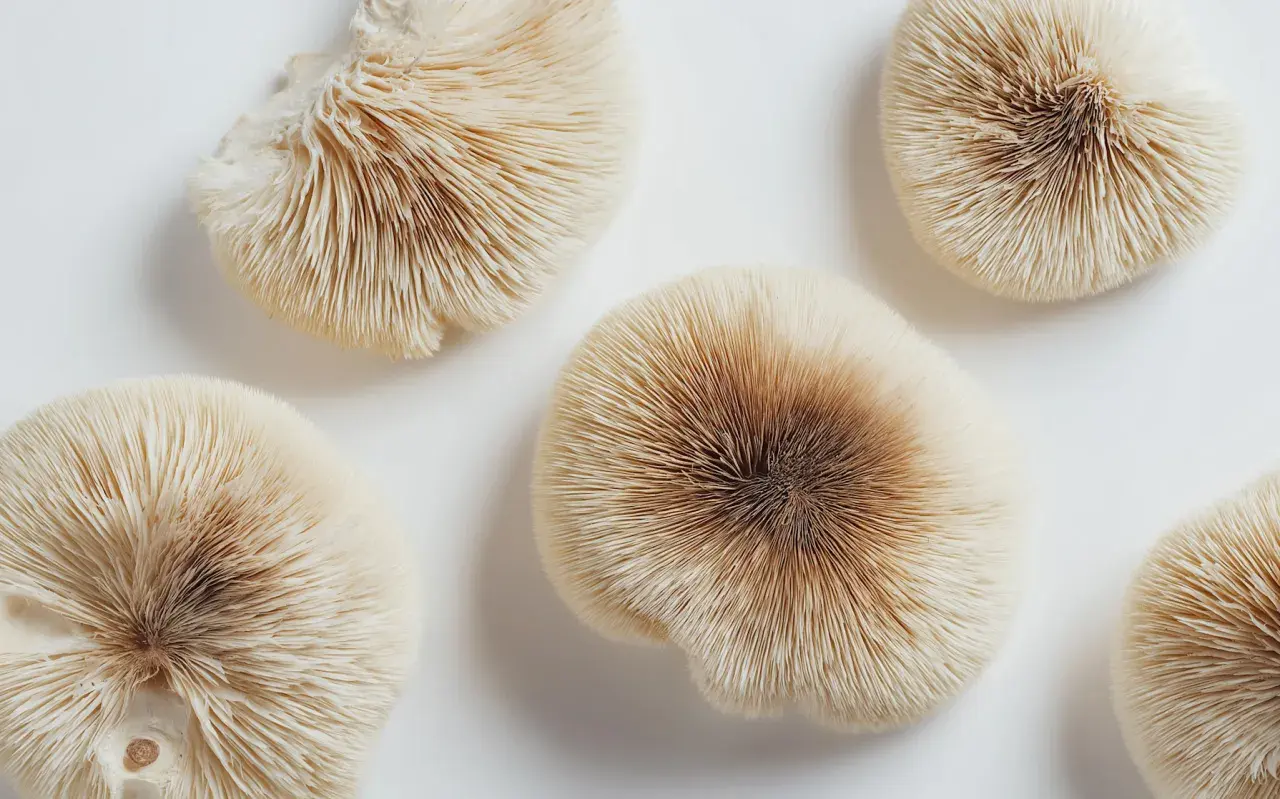Cinq champignons aux lamelles fines et claires, dont un champignon adaptogène au centre, sur fond blanc.