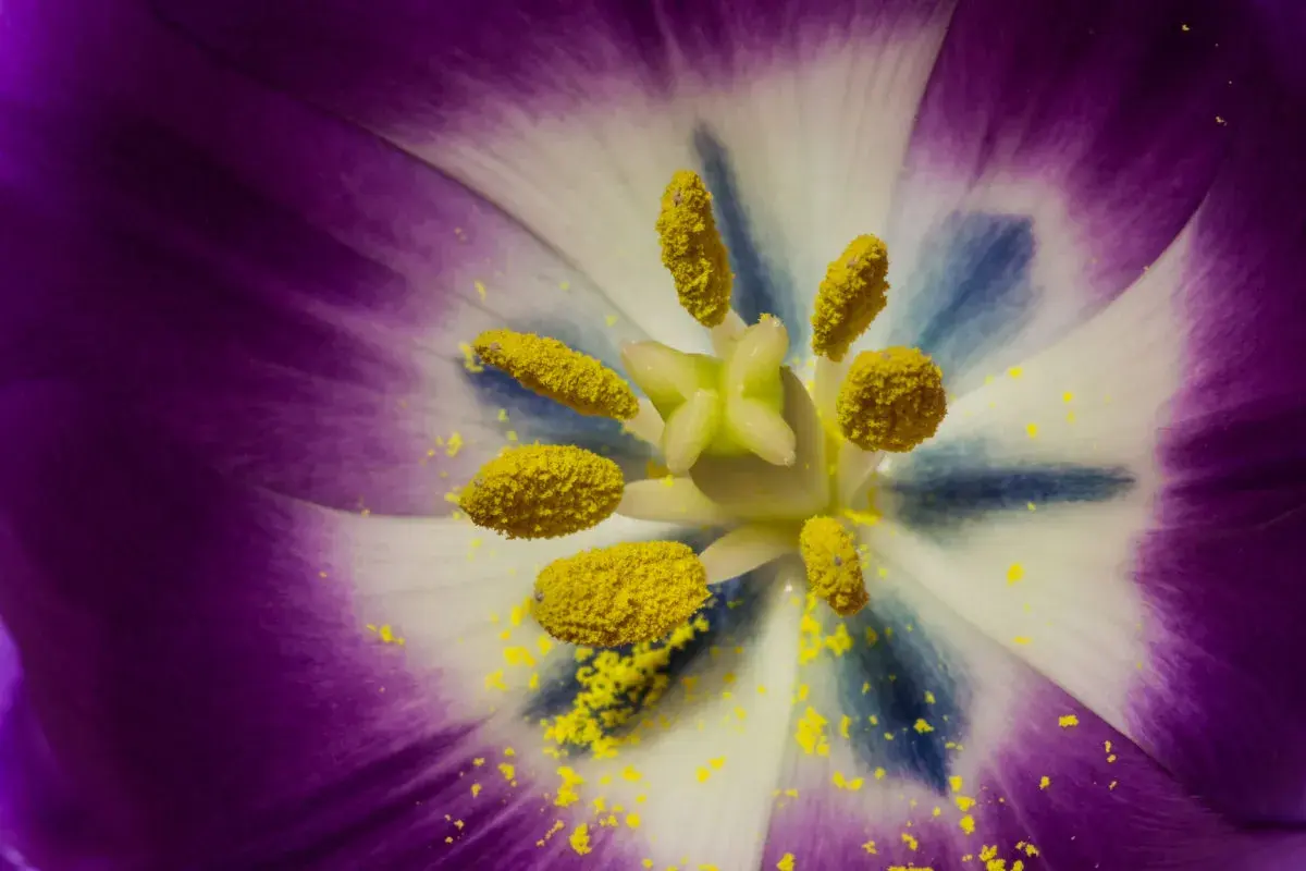 Gros plan sur le cœur d'une tulipe violette et blanche, parsemé de pollen jaune. Une image qui évoque l'huile essentielle allergie pollen.