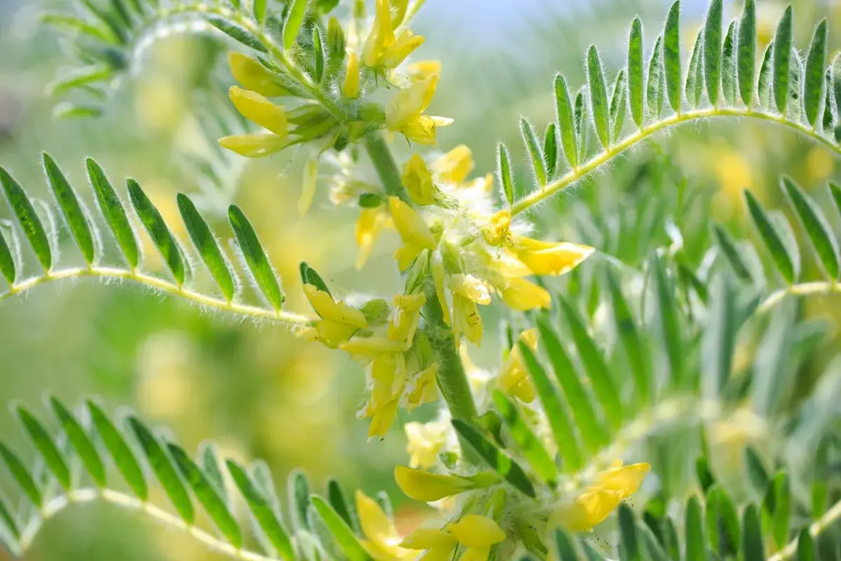 Fleurs jaunes d'astragale, plante aux nombreux bienfaits pour la santé, avec des feuilles vertes duveteuses.