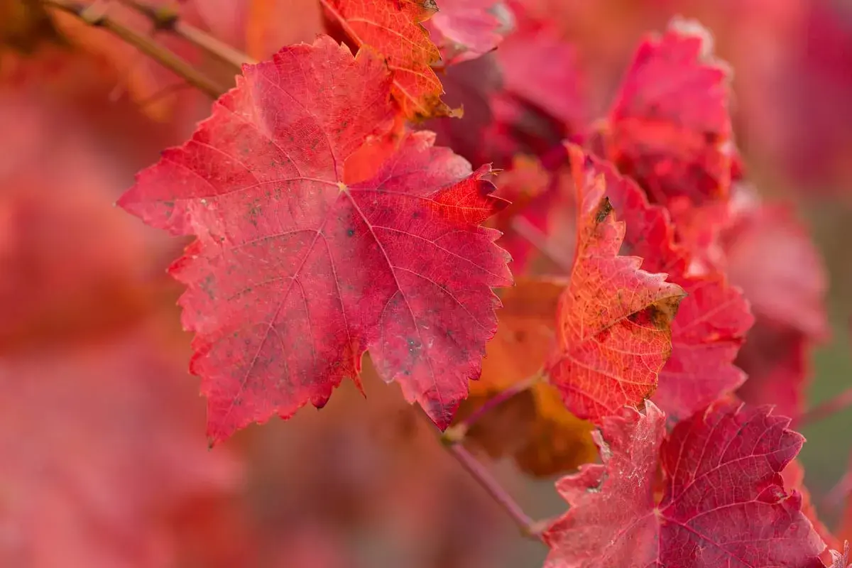 Feuilles de vigne rouge aux teintes flamboyantes, évoquant les bienfaits naturels de cette plante.