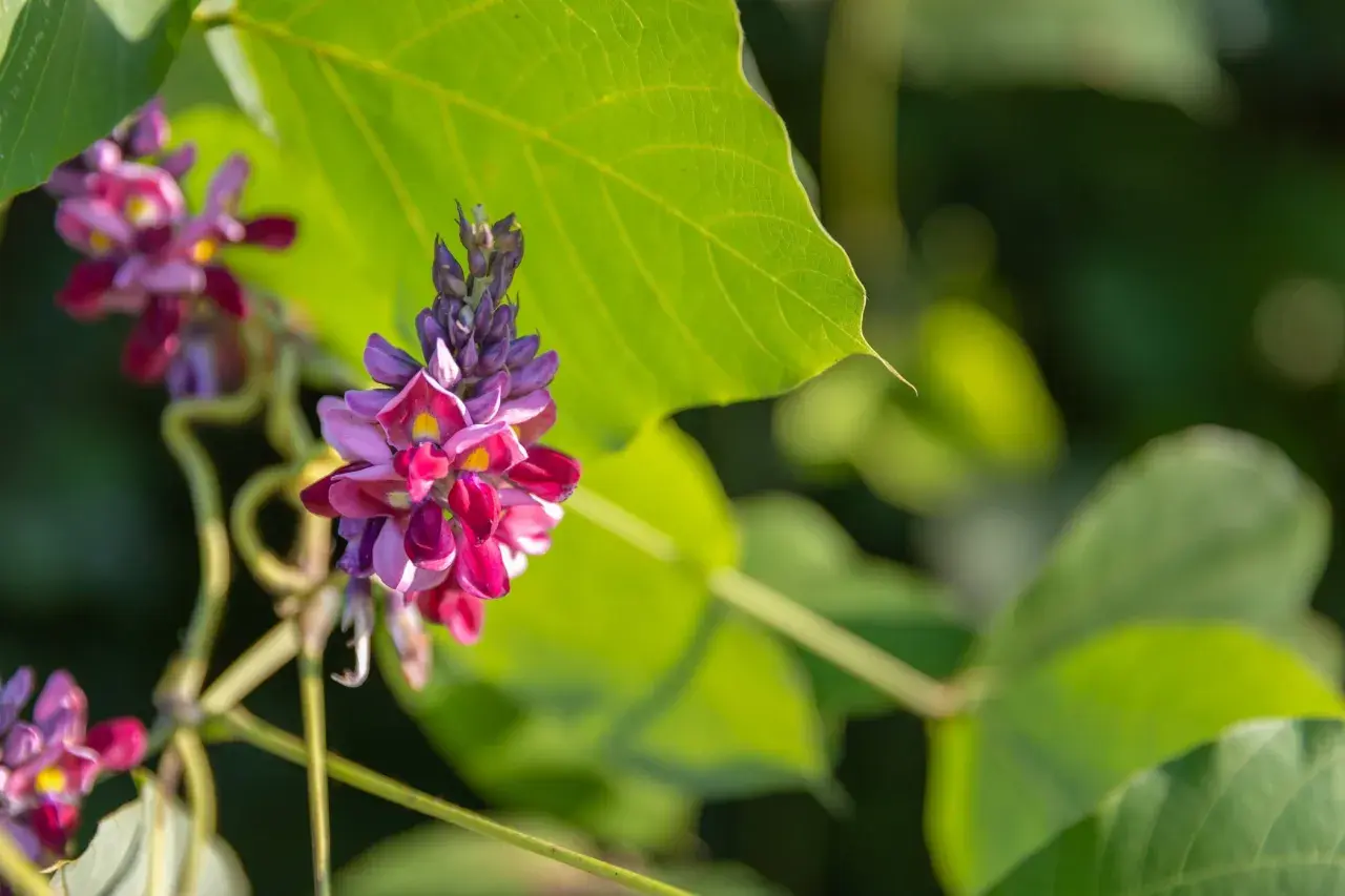 Grappes de fleurs de kudzu, aux teintes violettes et roses, sur fond de feuilles vertes. On découvre les kudzu bienfaits potentiels de cette plante grimpante.