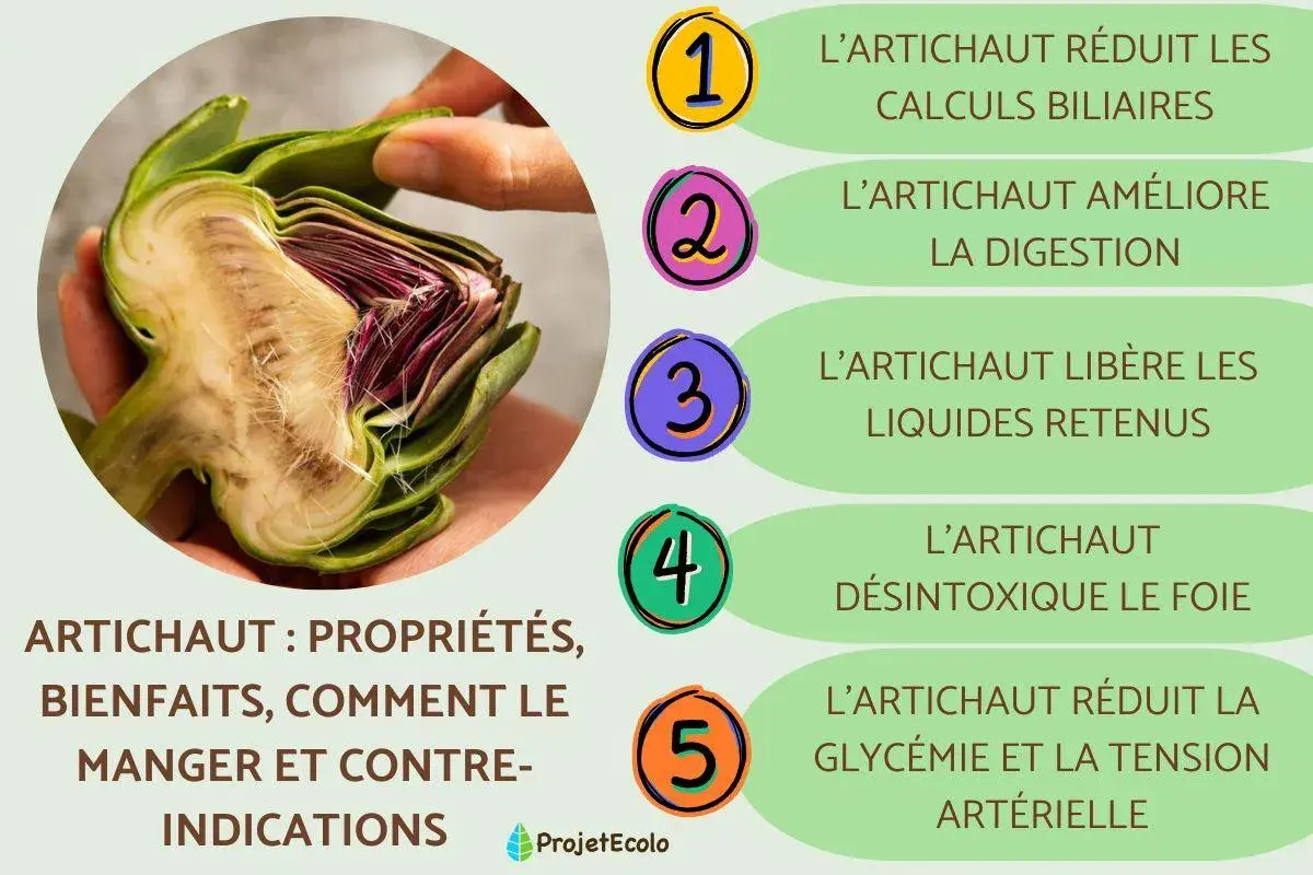 Un artichaut coupé en deux, révélant ses feuilles violettes et son cœur. L'image liste ses bienfaits : digestion, détox, etc. L'artichaut mérite toute votre attention !