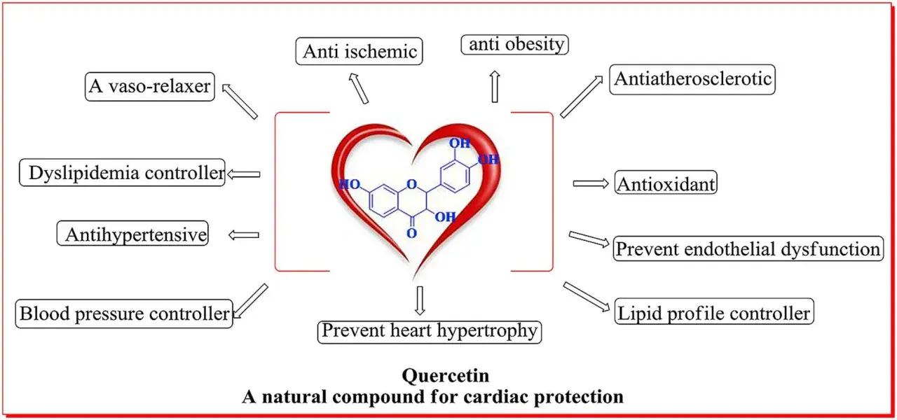 Le cœur symbolise les nombreux bienfaits de la quercétine pour la santé cardiaque : anti-obésité, antioxydant, et bien plus.