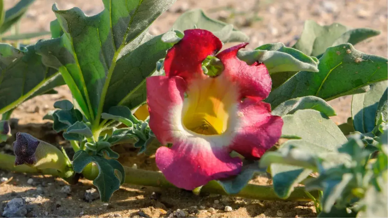 Fleur rose et jaune de la griffe du diable, aux feuilles vertes velues, poussant dans le sable.