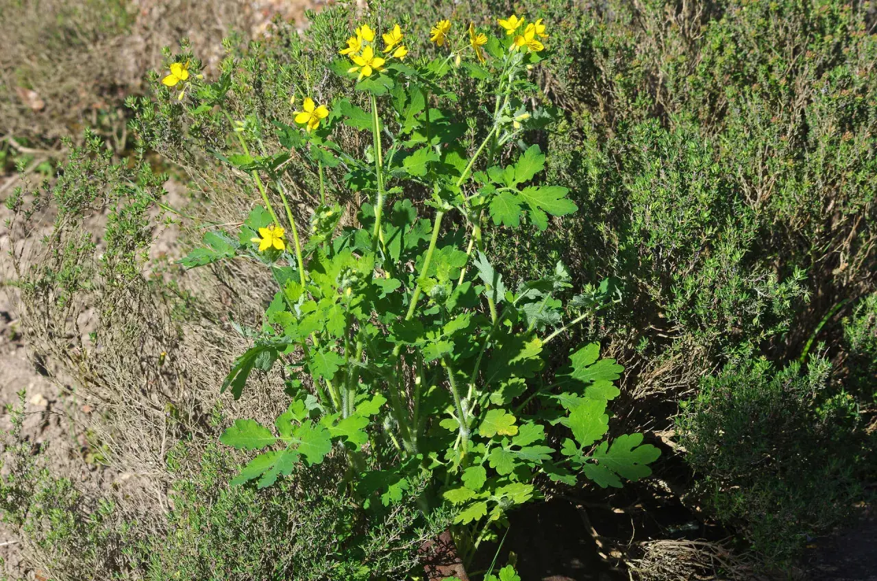 Plante de chélidoine verrue aux fleurs jaunes vives, poussant au milieu d'herbes sèches et de thym.