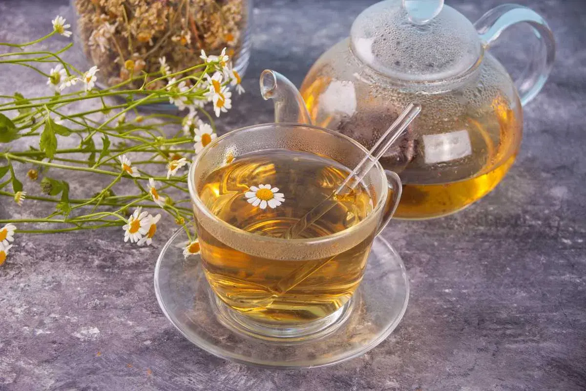Une tasse de thé à la camomille matricaire, une théière en verre et des fleurs fraîches sur fond texturé.