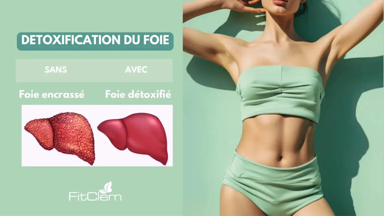 Détoxification du foie : un foie encrassé vs un foie détoxifié. Découvrez les bienfaits du desmodium pour un foie sain.