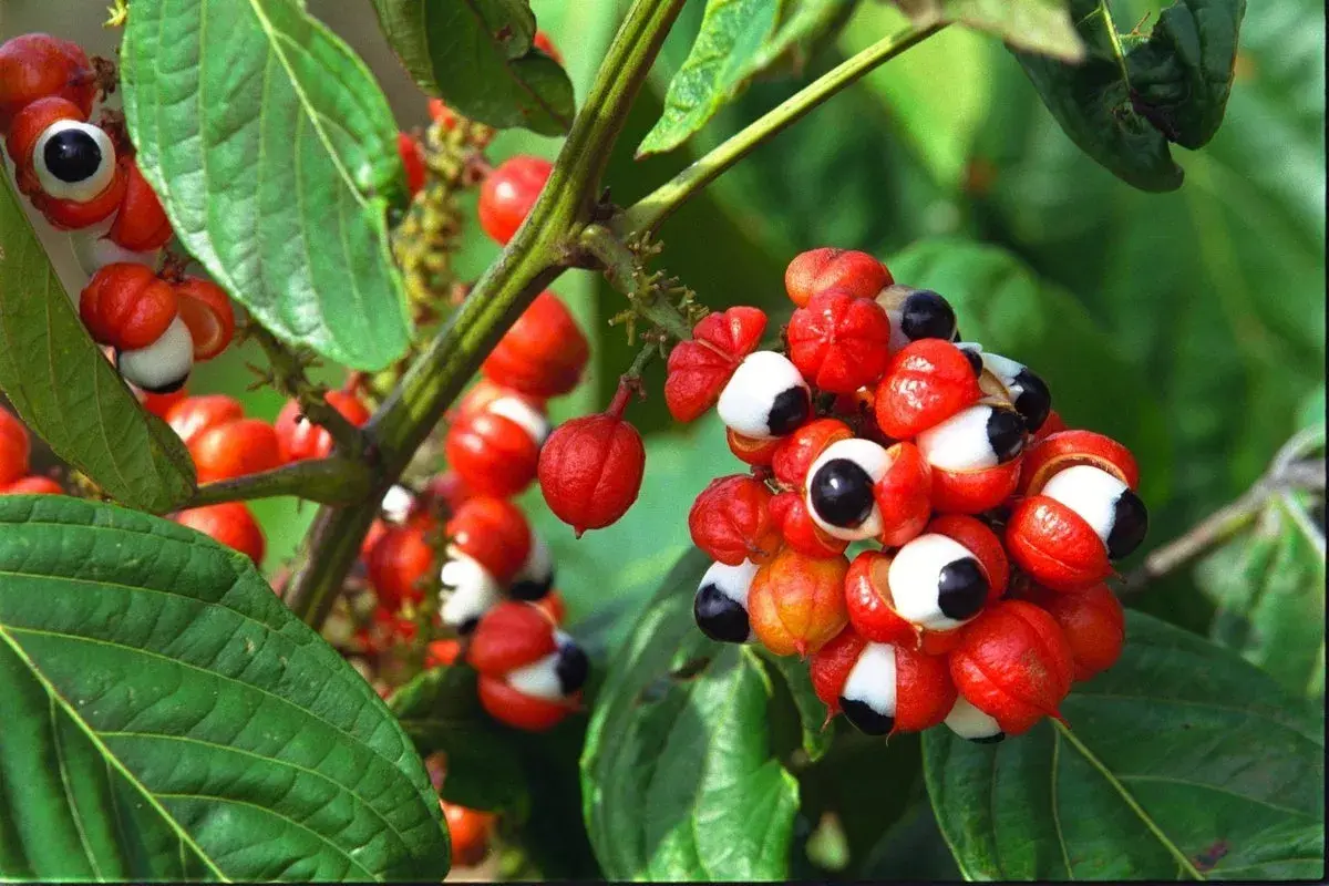 Grappes de fruits rouges vifs de guarana, ressemblant à des yeux, sur une branche. Connus pour leurs nombreux guarana bienfaits.