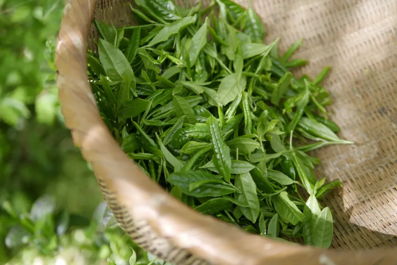 Feuilles de thé oolong fraîchement cueillies dans un panier en osier. Le thé oolong, bien que bénéfique, peut avoir un effet secondaire : une légère nervosité.