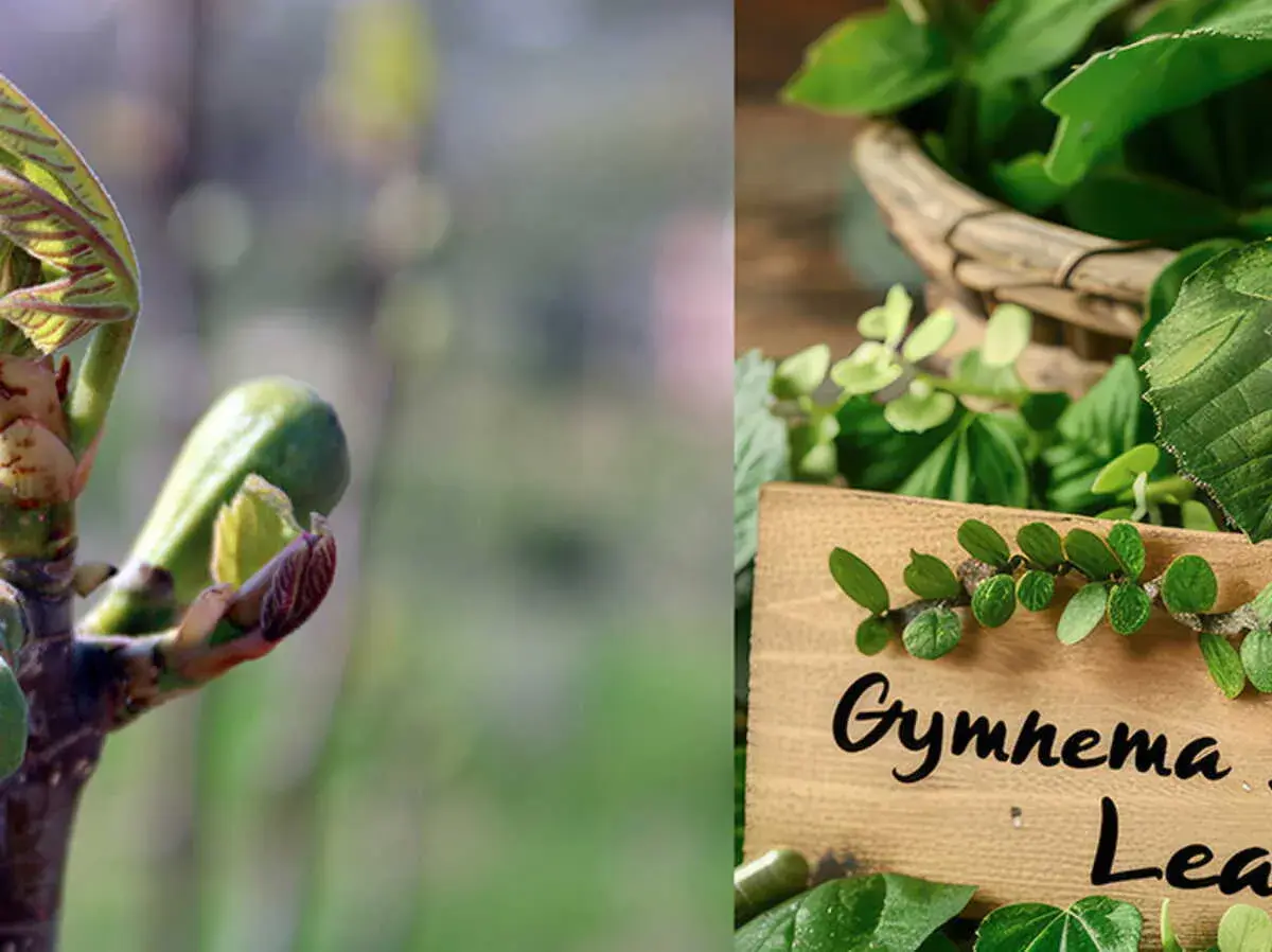 Jeunes pousses et feuilles de gymnema sylvestre, une plante aux multiples bienfaits.