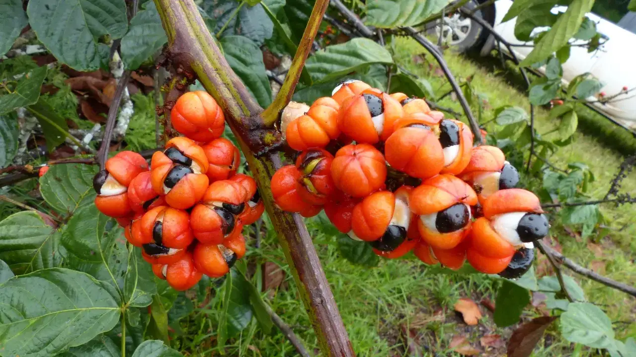 Grappes de fruits de guarana orang&eacute;s, r&eacute;v&eacute;lant leurs graines noires. Ces fruits sont connus pour leurs nombreux guarana bienfaits.