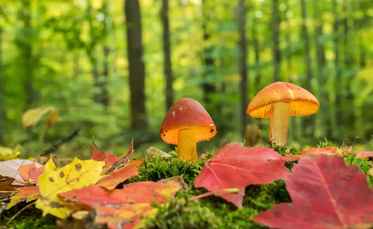 Deux champignons aux chapeaux orang&eacute;s et lamelles lumineuses se dressent sur un tapis de mousse et de feuilles d'automne. Un champignon adaptog&egrave;ne, tr&eacute;sor de la for&ecirc;t.