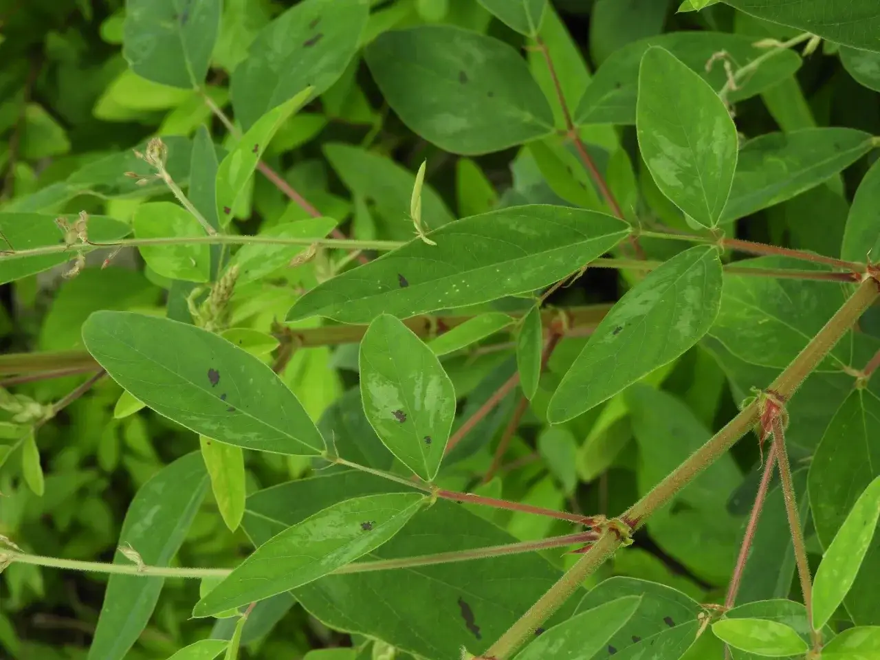 Feuilles vertes et tiges de desmodium, une plante aux nombreux bienfaits pour la santé.