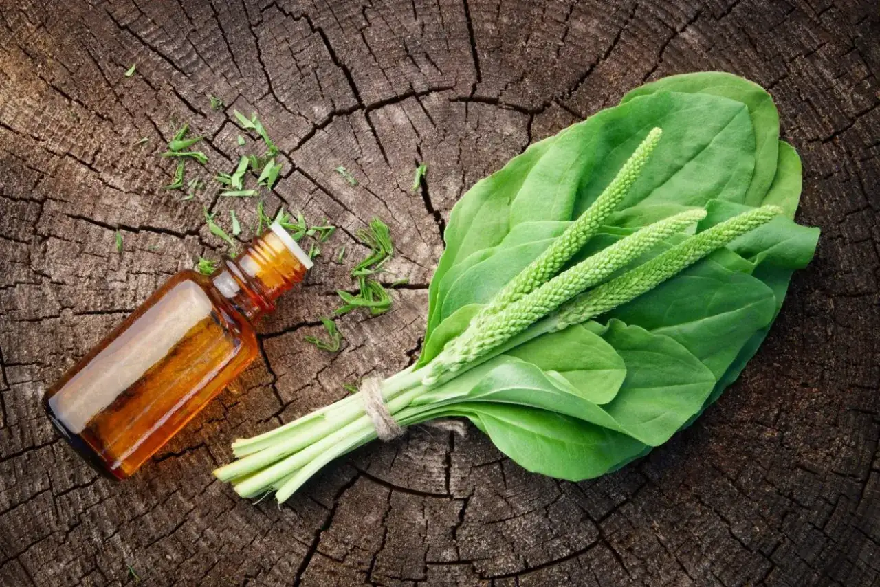 Flacon d'huile ambr&eacute;e &agrave; c&ocirc;t&eacute; d'un bouquet de feuilles de plantain, &eacute;voquant les plantain bienfaits pour la sant&eacute;.