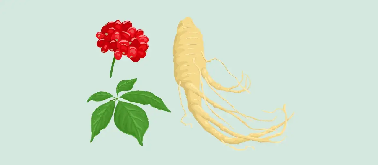 Racine de ginseng, feuilles vertes et baies rouges. Un trio de bienfaits naturels, &eacute;voquant le ginseng et le gingembre pour la vitalit&eacute;.