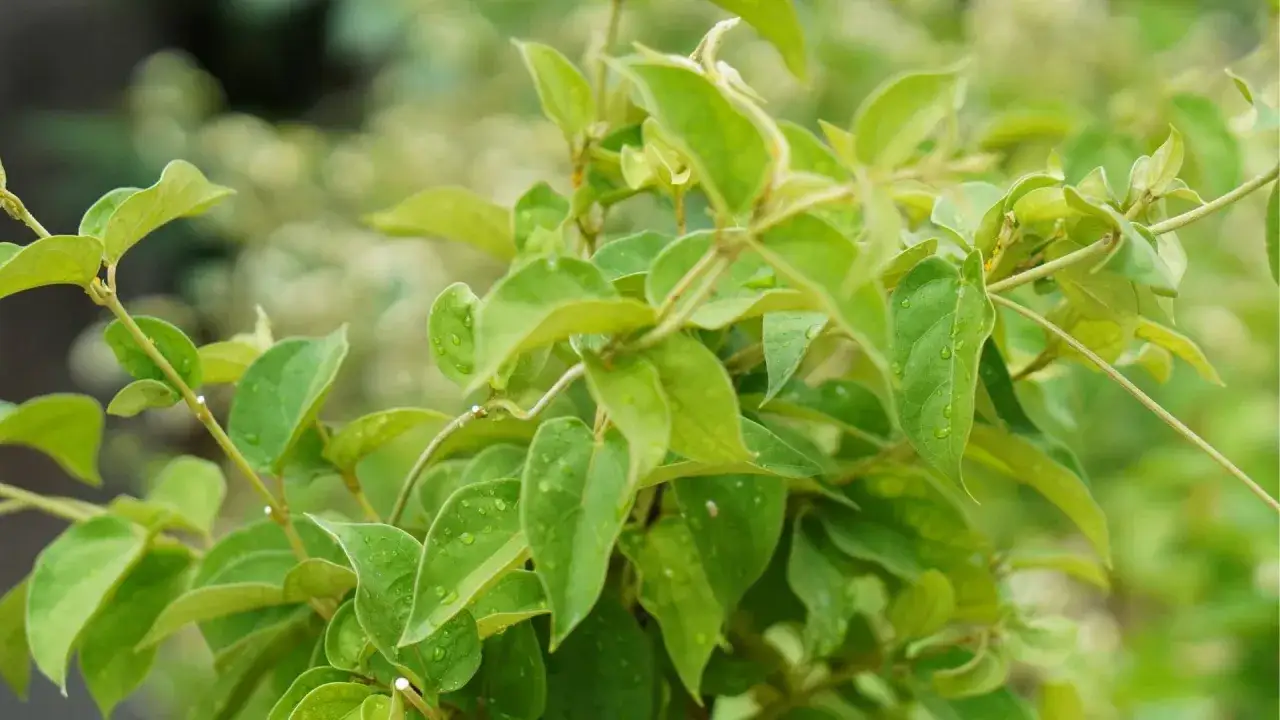 Feuilles vertes et humides de gymnema sylvestre, une plante aux multiples bienfaits.