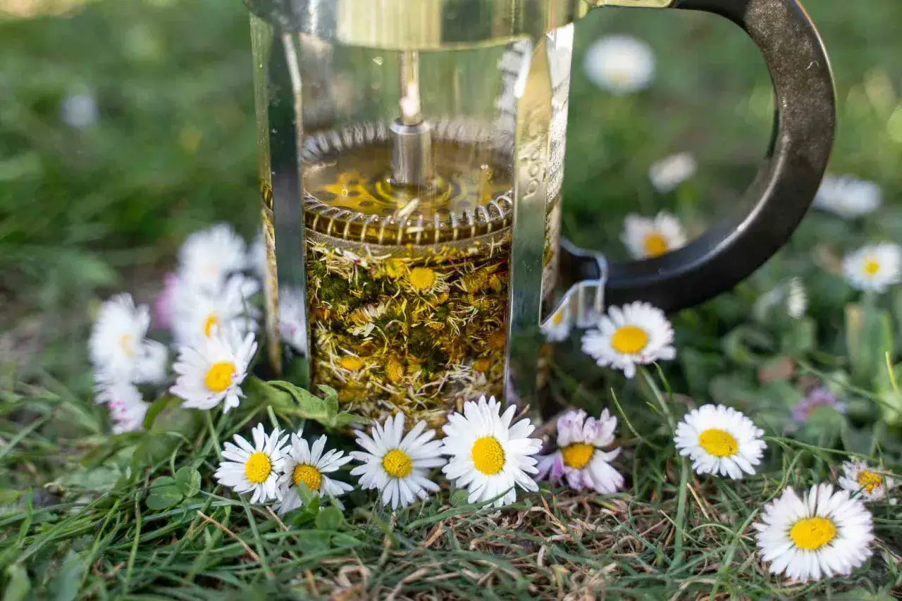 Infusion d'huile de paquerette dans une cafetière à piston, entourée de fleurs de pâquerettes sur l'herbe.