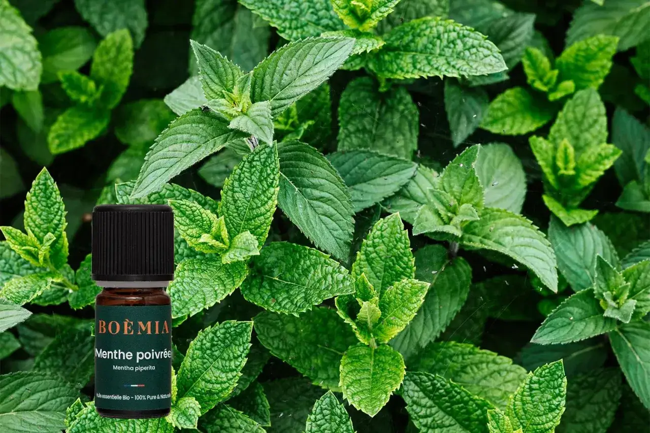 Flacon d'huile essentielle de menthe poivr&eacute;e, entour&eacute; de feuilles vertes luxuriantes. Attention, la menthe poivr&eacute;e danger si mal utilis&eacute;e.