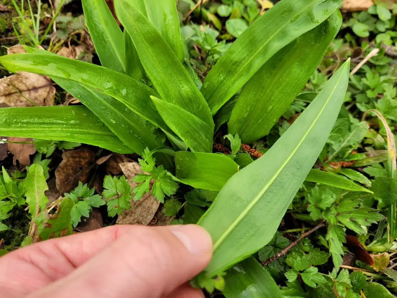 Une main tient une feuille d'ail des ours, verte et humide, au milieu d'autres feuilles et de feuilles mortes.