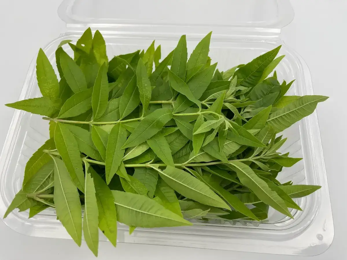 Un r&eacute;cipient transparent rempli de feuilles vertes de verveine citronn&eacute;e, pr&ecirc;tes &agrave; infuser une boisson rafra&icirc;chissante.