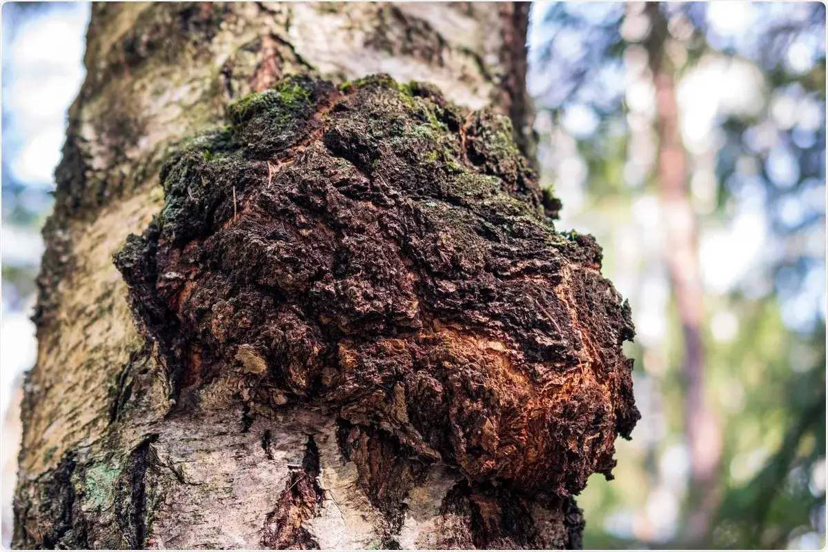 Gros plan sur un champignon chaga sur un tronc de bouleau, évoquant ses nombreux chaga bienfaits.