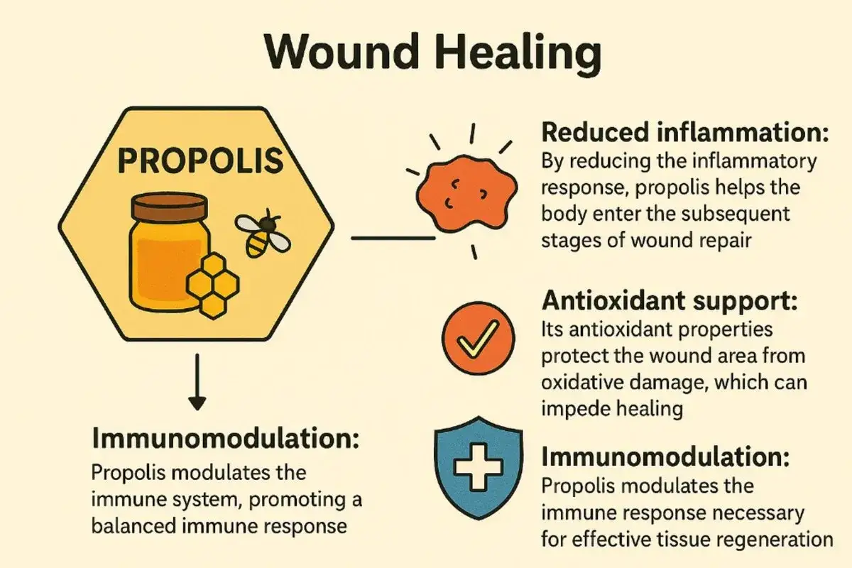 Infographie sur la cicatrisation des plaies, montrant les propolis bienfaits : r&eacute;duction inflammation, soutien antioxydant, immunomodulation.