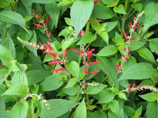Plantes de sauge ananas aux fleurs rouges vives, avec des feuilles vertes luxuriantes.
