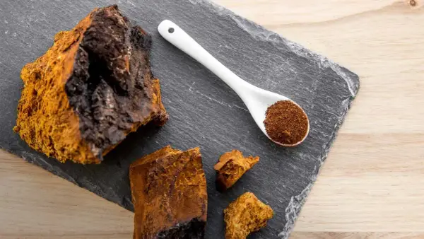Morceaux de chaga brut et en poudre sur une ardoise, évoquant les nombreux chaga bienfaits pour la santé.