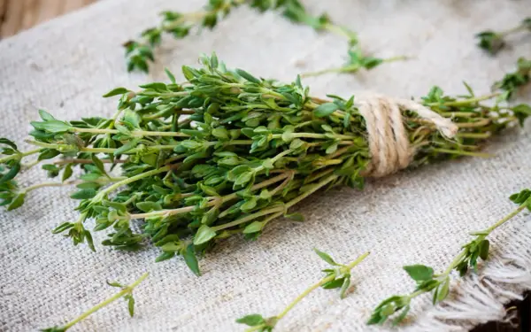 Un bouquet de thym frais, noué avec de la ficelle, prêt pour une inhalation réconfortante.